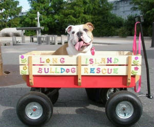 daisywagon2.jpg.w300h247